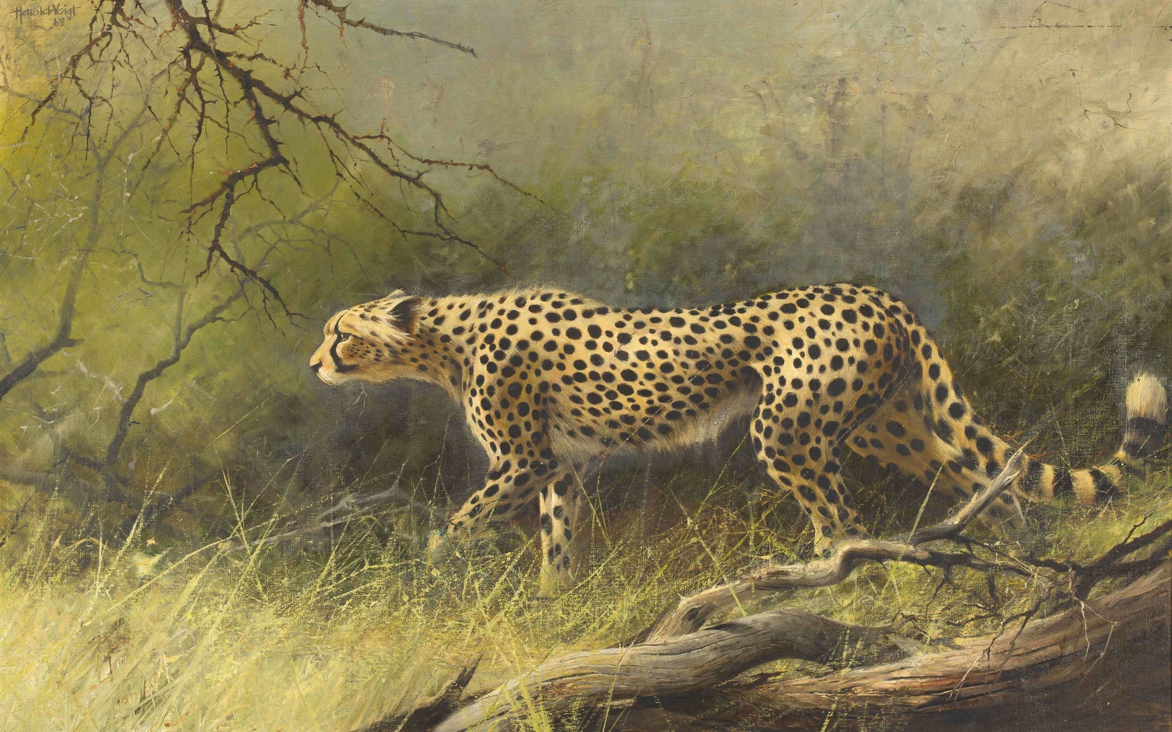 harold voigt, south african, cheetah