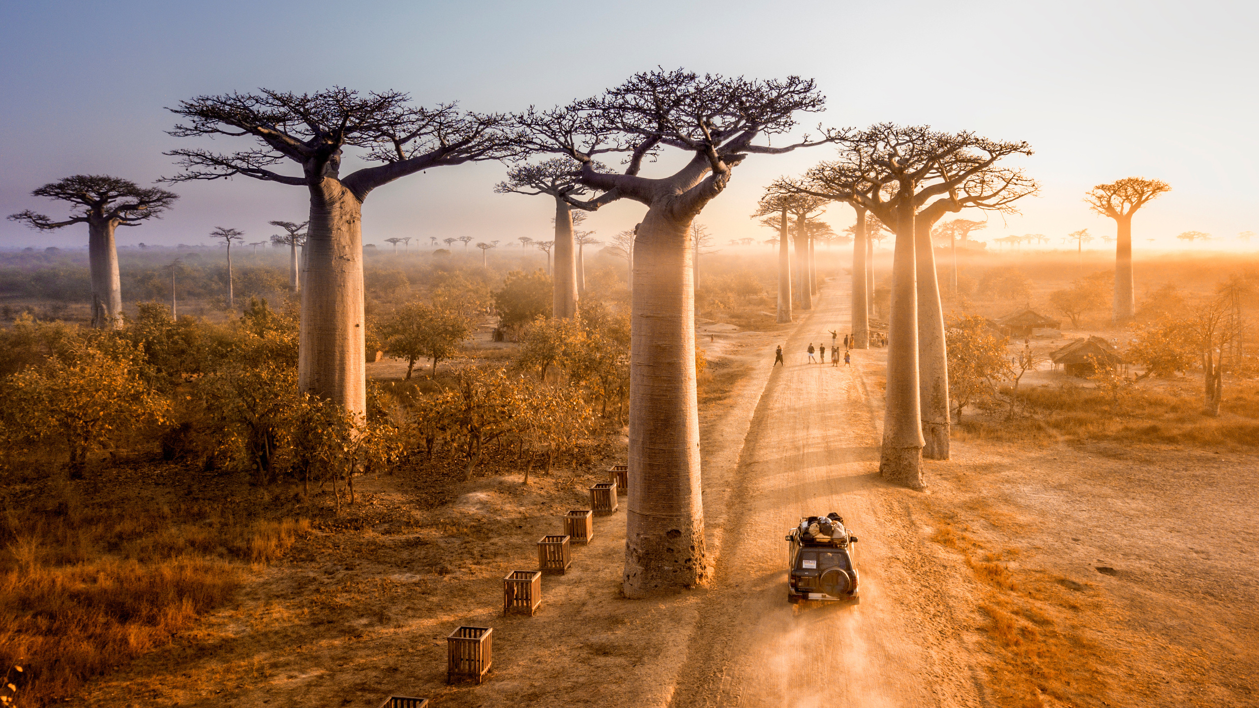 sunset, avenue of baobabs, madagascar