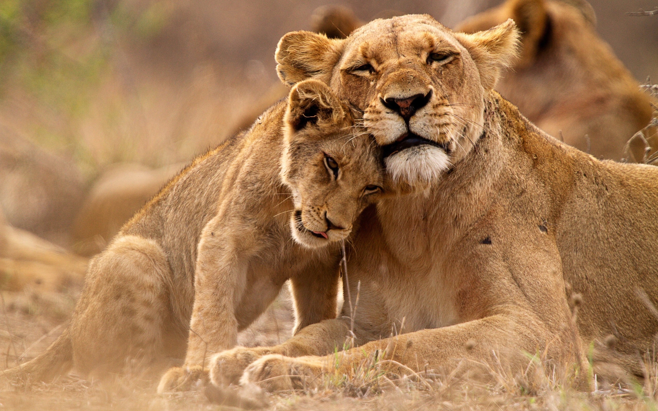 uganda, queen elizabeth national park, lions