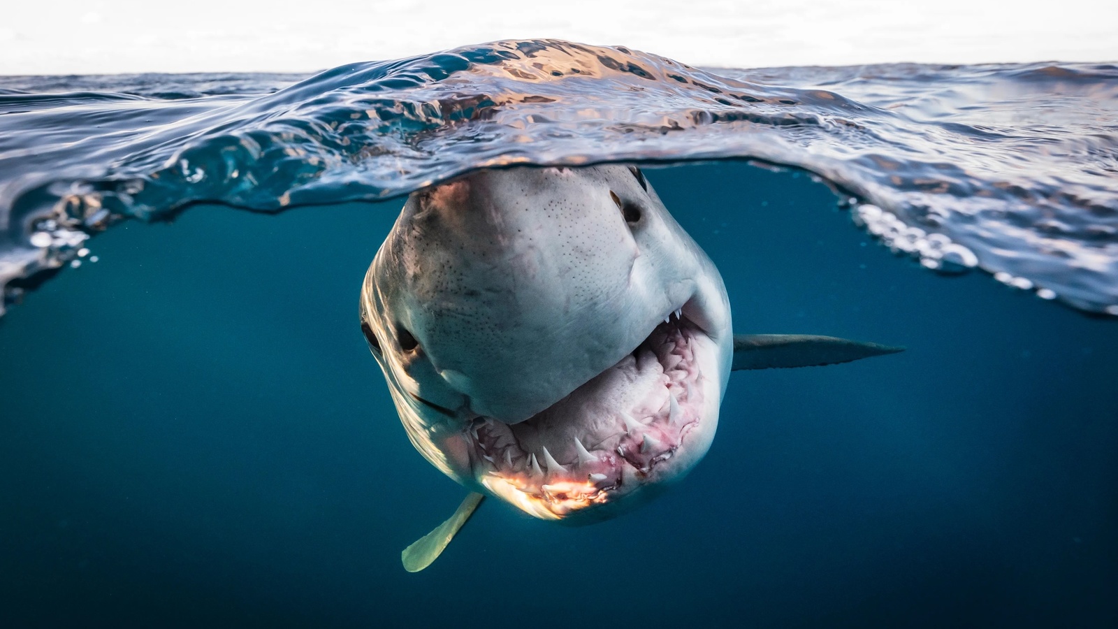 white shark, neptune islands, south australia