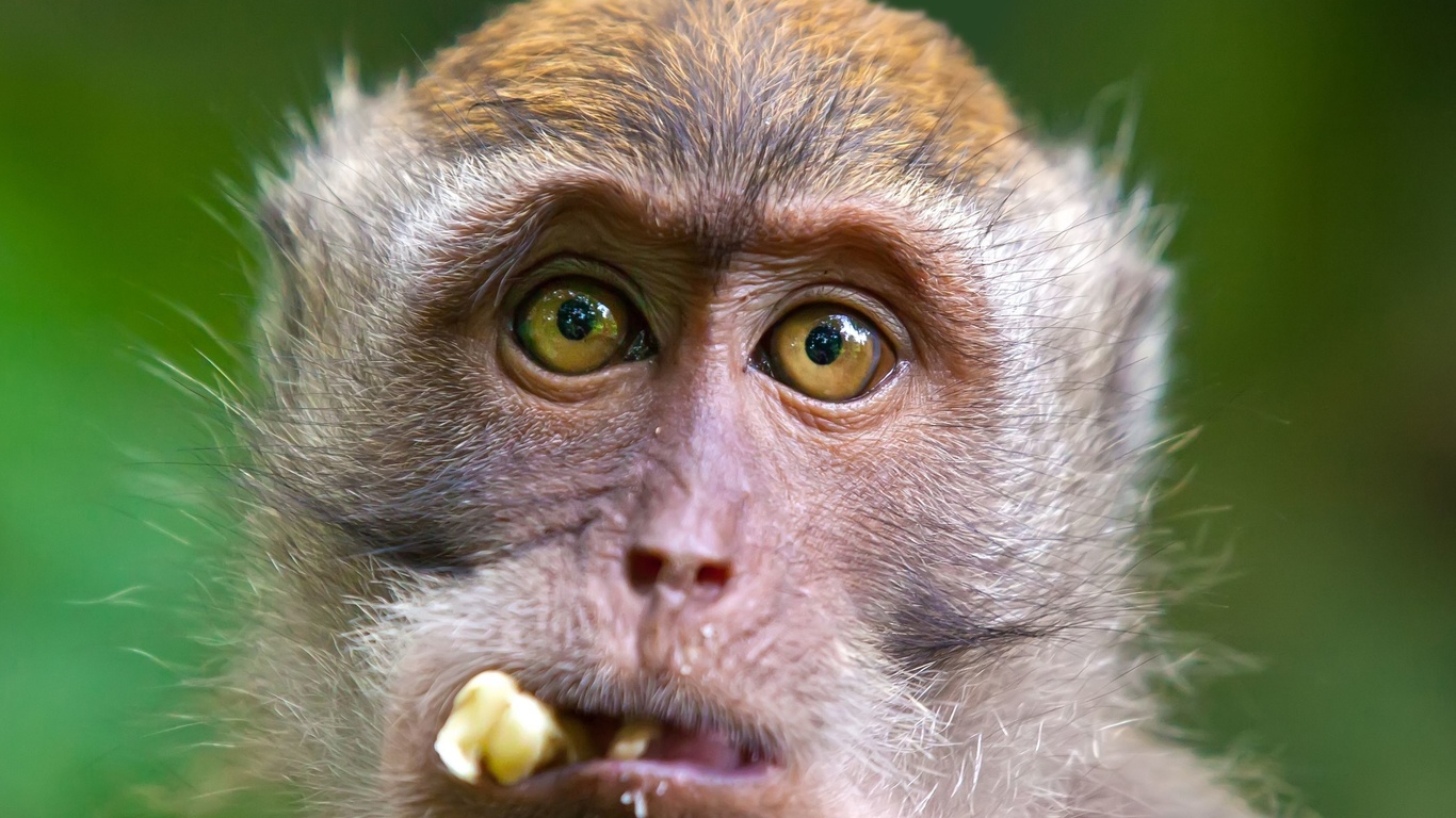 crab-eating macaque, ubud monkey forest, bali, indonesia