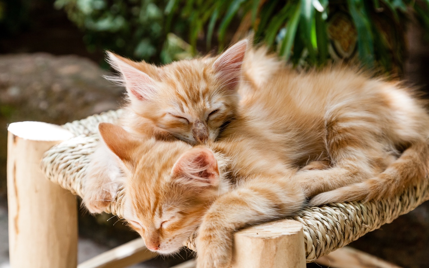 sleeping cats, kittens, pets, cute, animal
