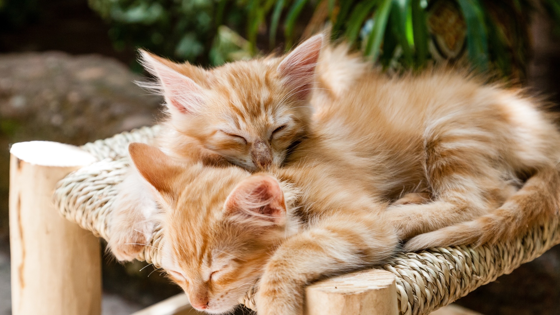 sleeping cats, kittens, pets, cute, animal