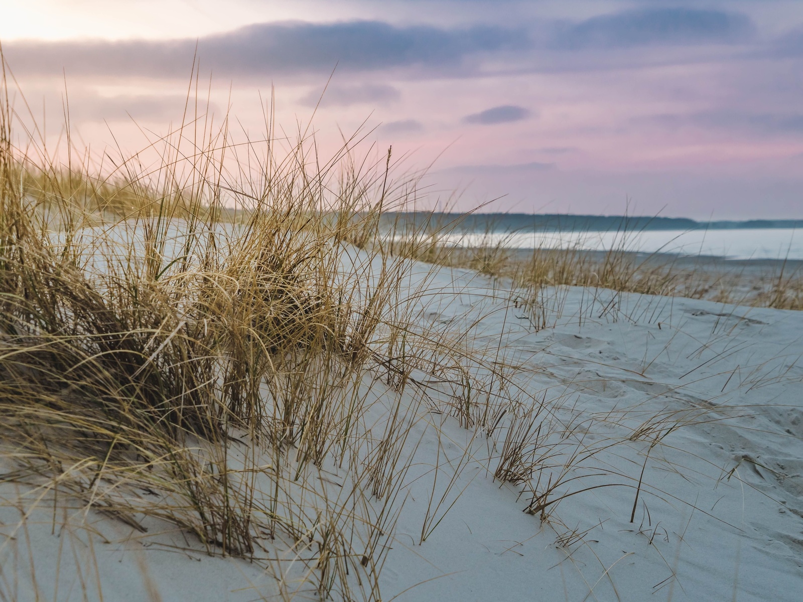 baltic sea, dune, grass, beach