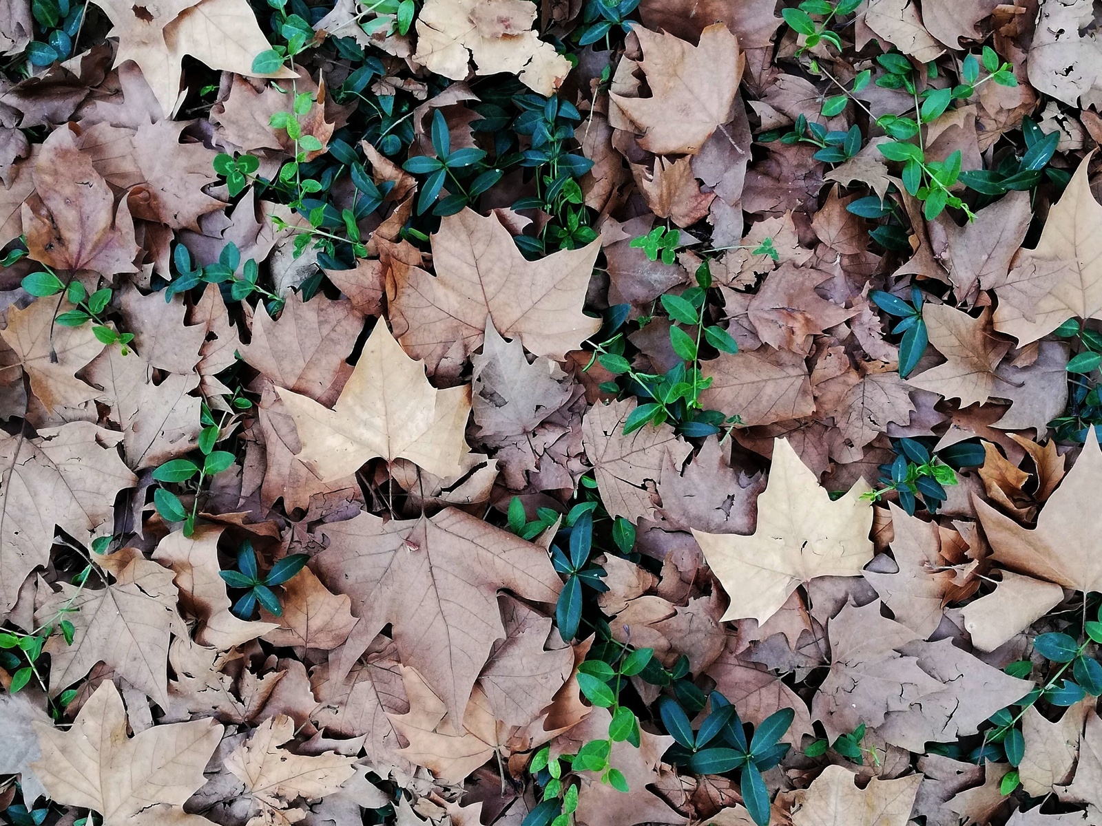 forest, ground, leaves, texture