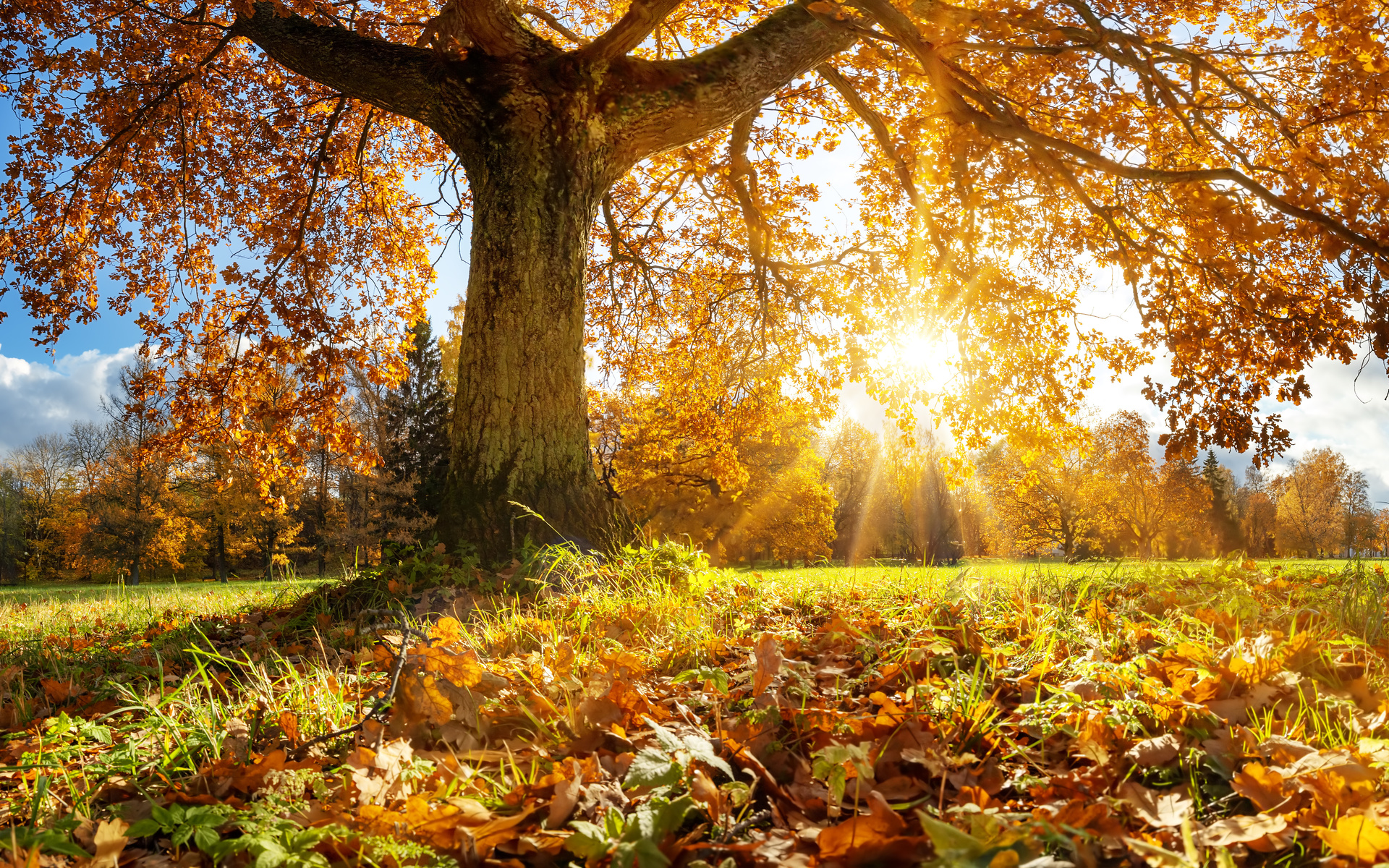 autumn, sun, nature, tree, leaves