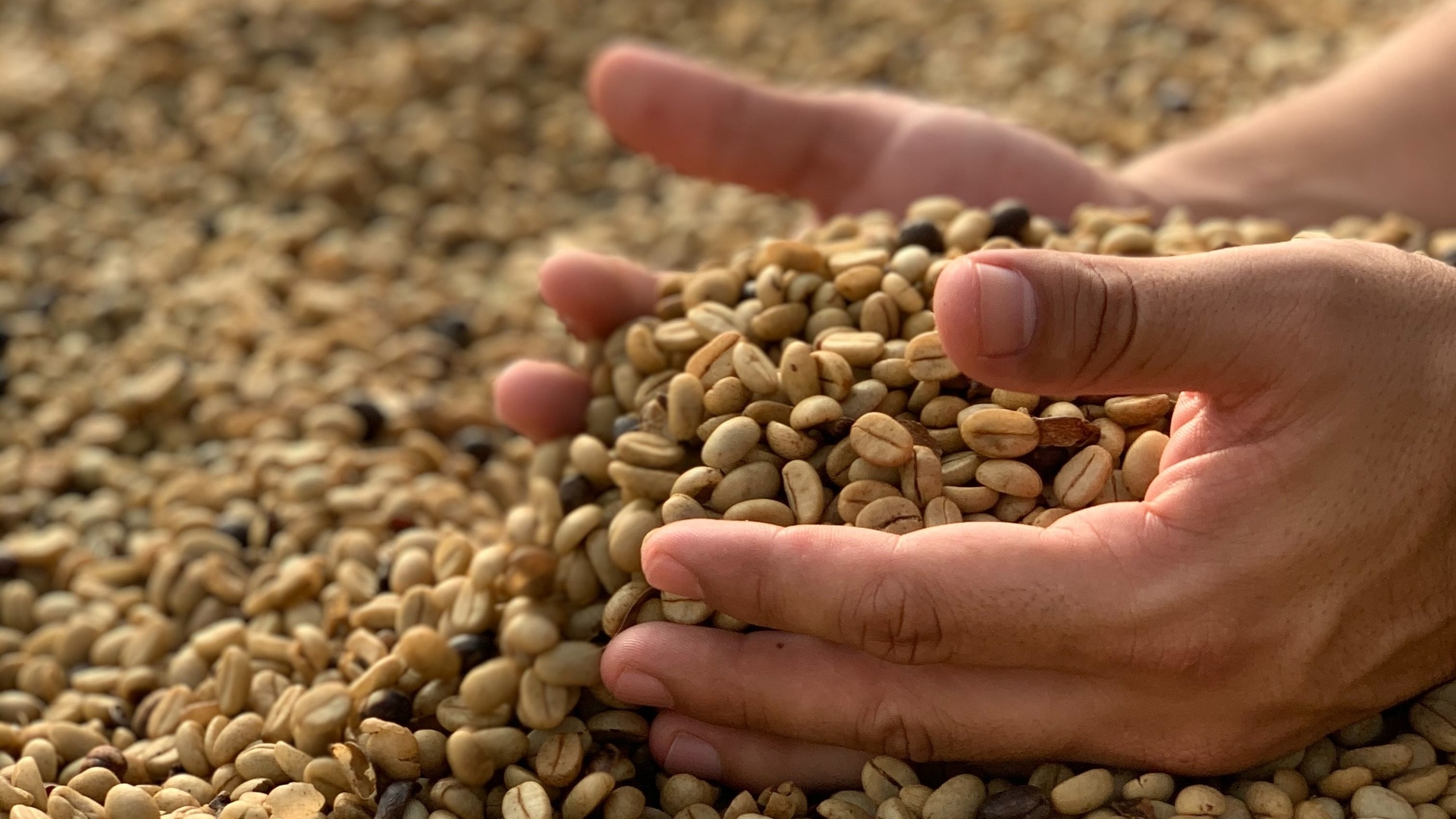 coffee bean, agriculture, caffeine