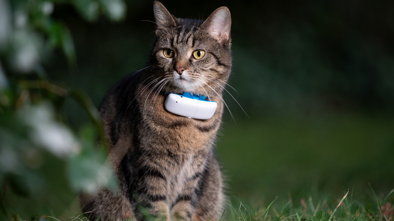 gps pet tracker, cat, mustachioed friend