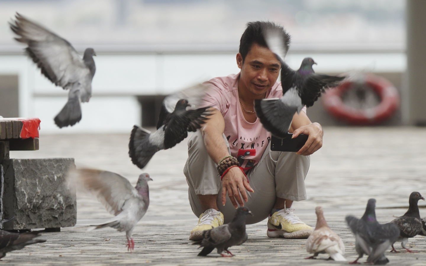 birds, hong kong, feeding pigeons, china