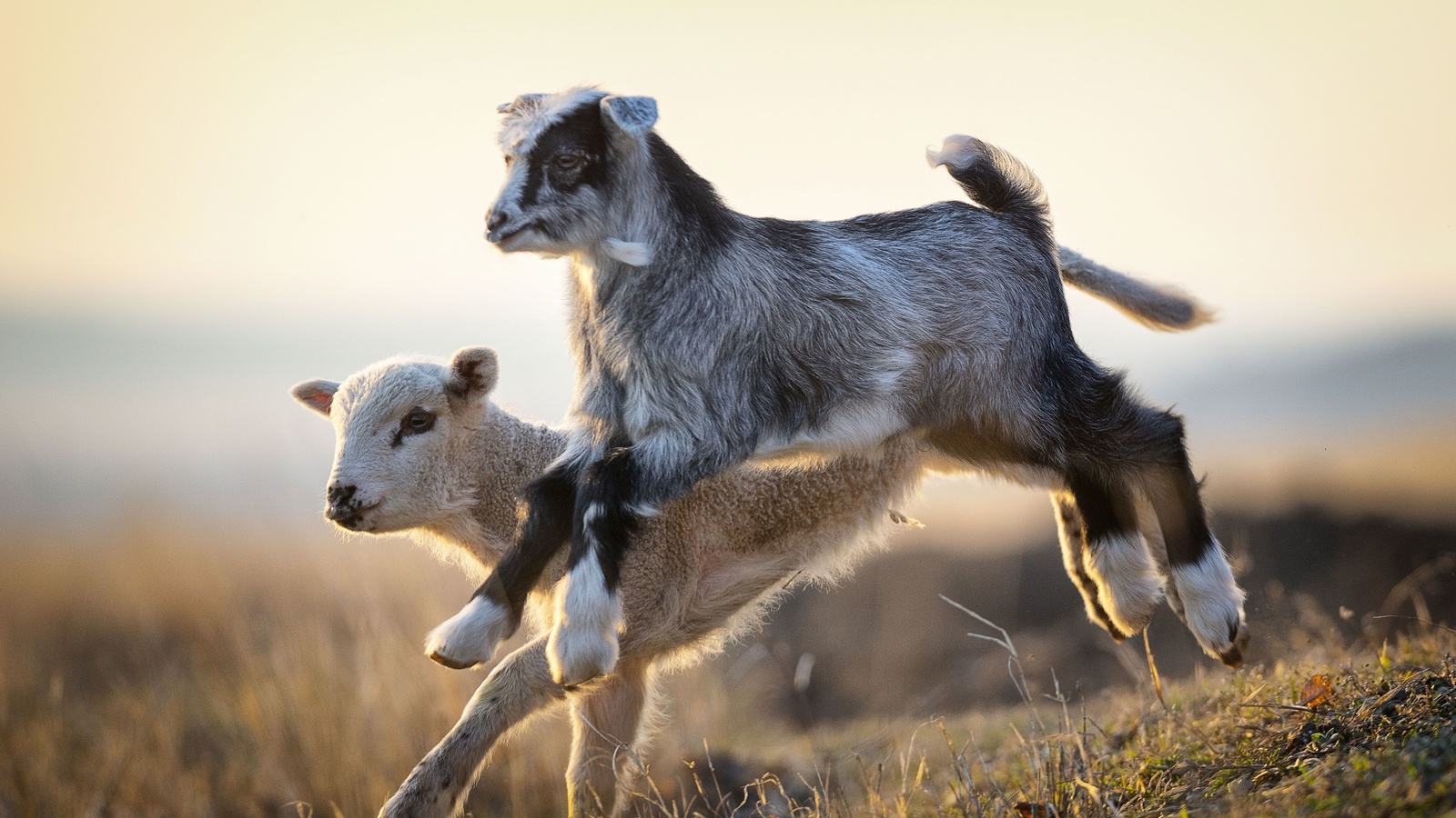 goat kids, jumping, livestock