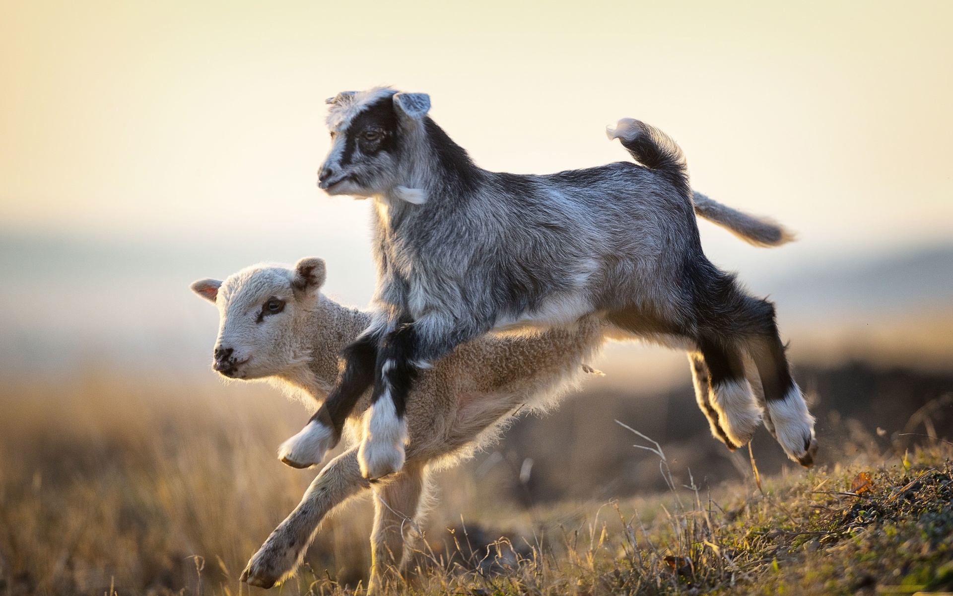 goat kids, jumping, livestock