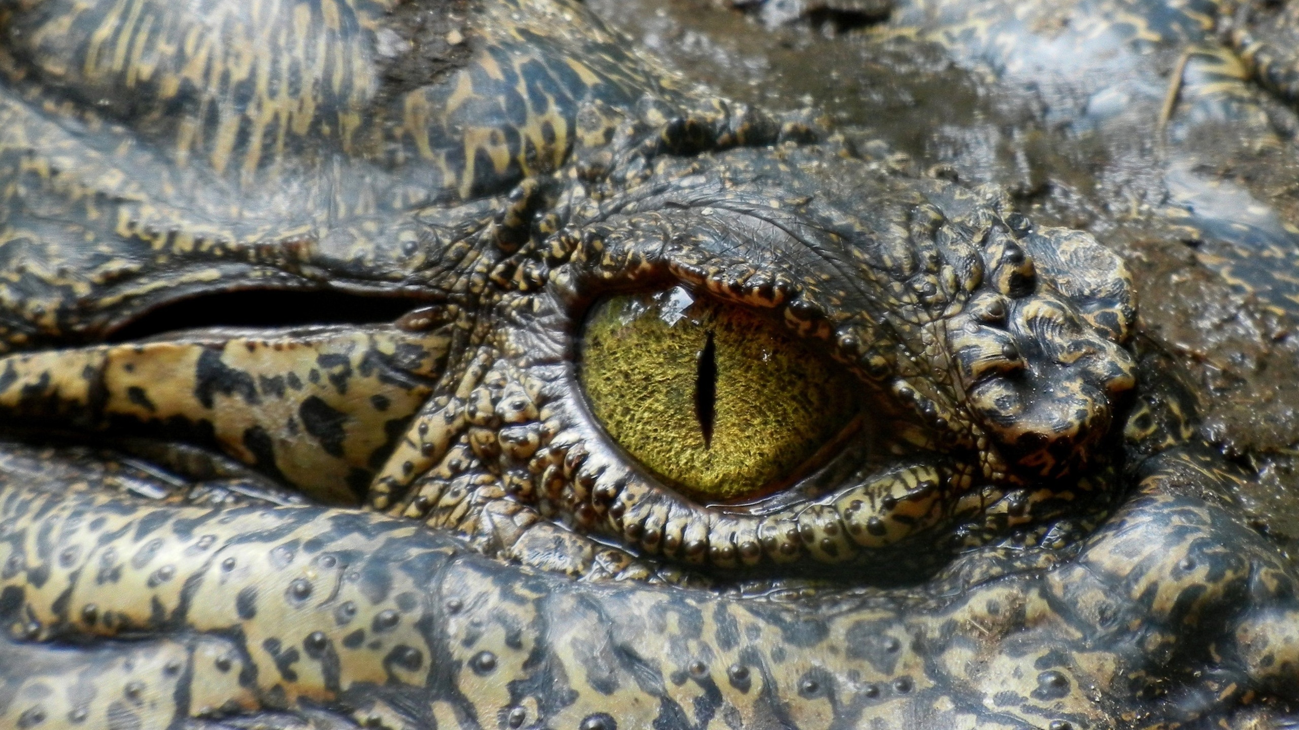 crocodile, australia, reptile, eye, animal