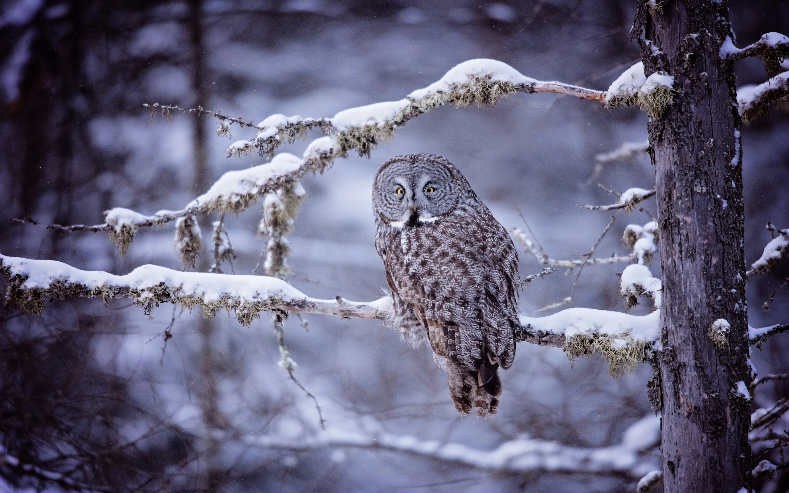 snow, owl, forest