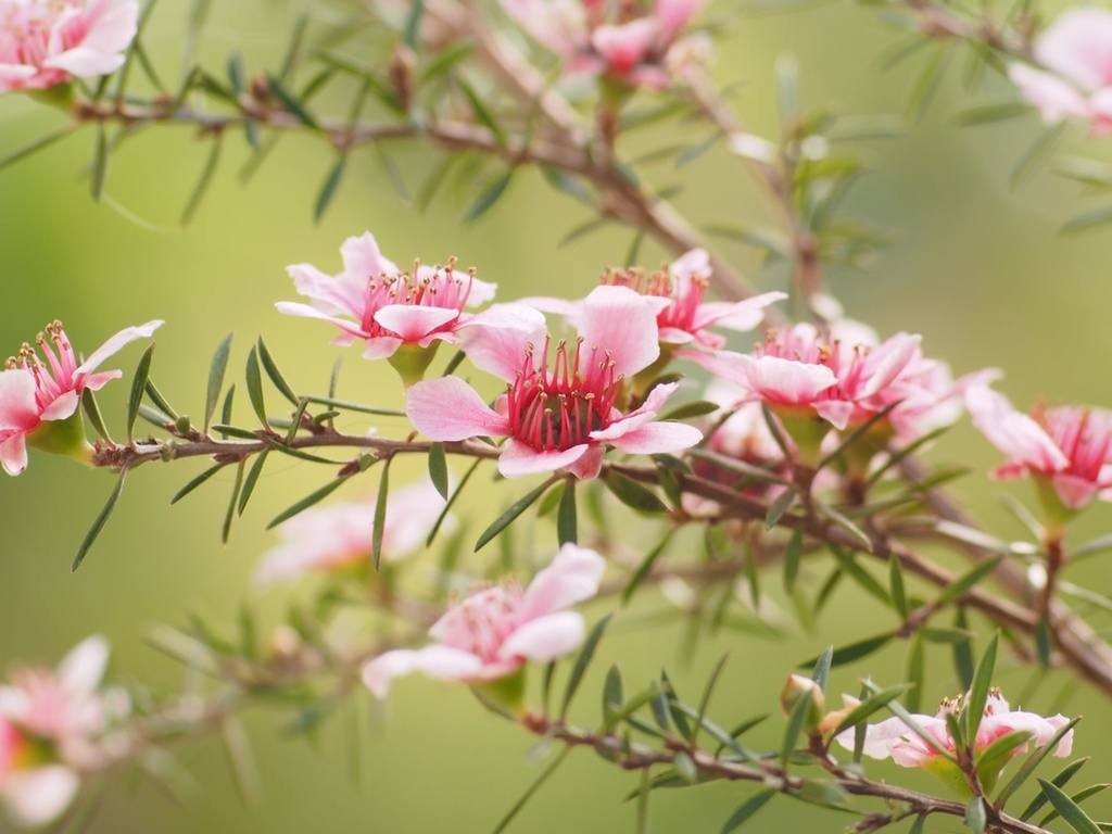 leptospermum, aromatic evergreen shrubs, spring
