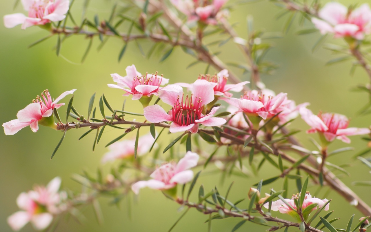 leptospermum, aromatic evergreen shrubs, spring