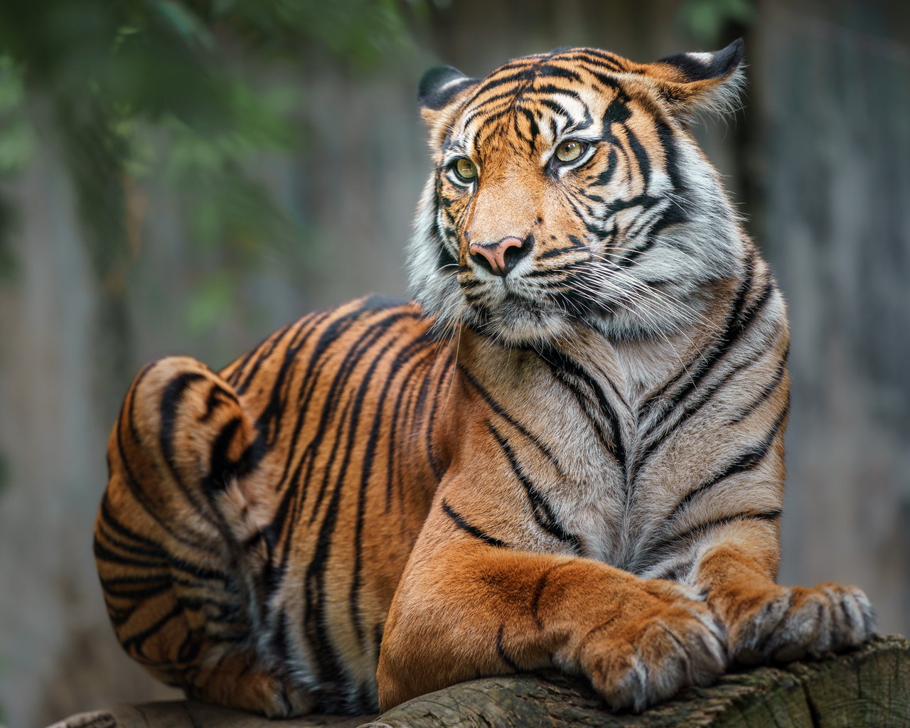 action, aggressive, aggression, anger, angry, animal, asia, beast, beautiful, beauty, bengal, big