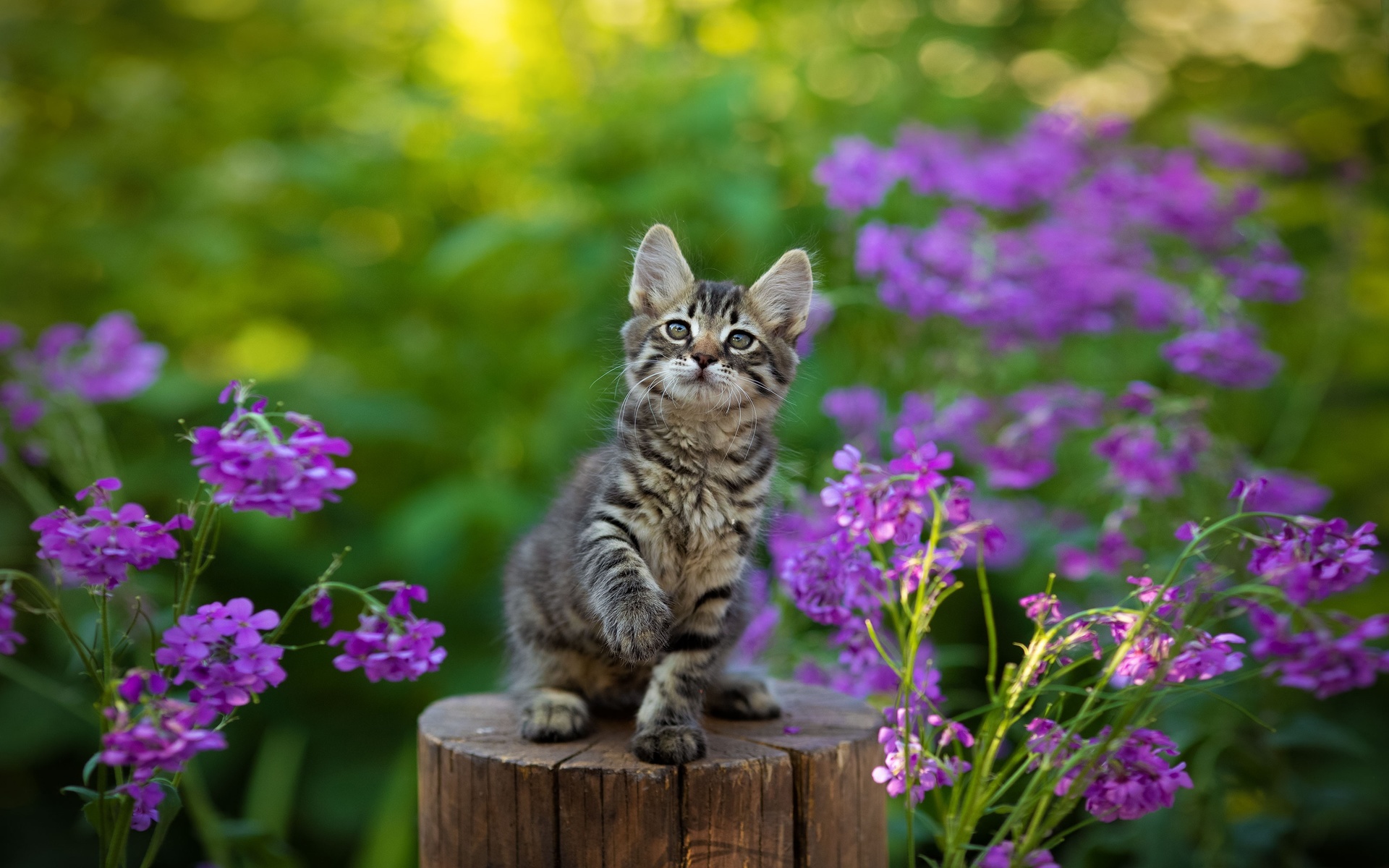 animal, kitten, cute, flowers, bokeh, stump