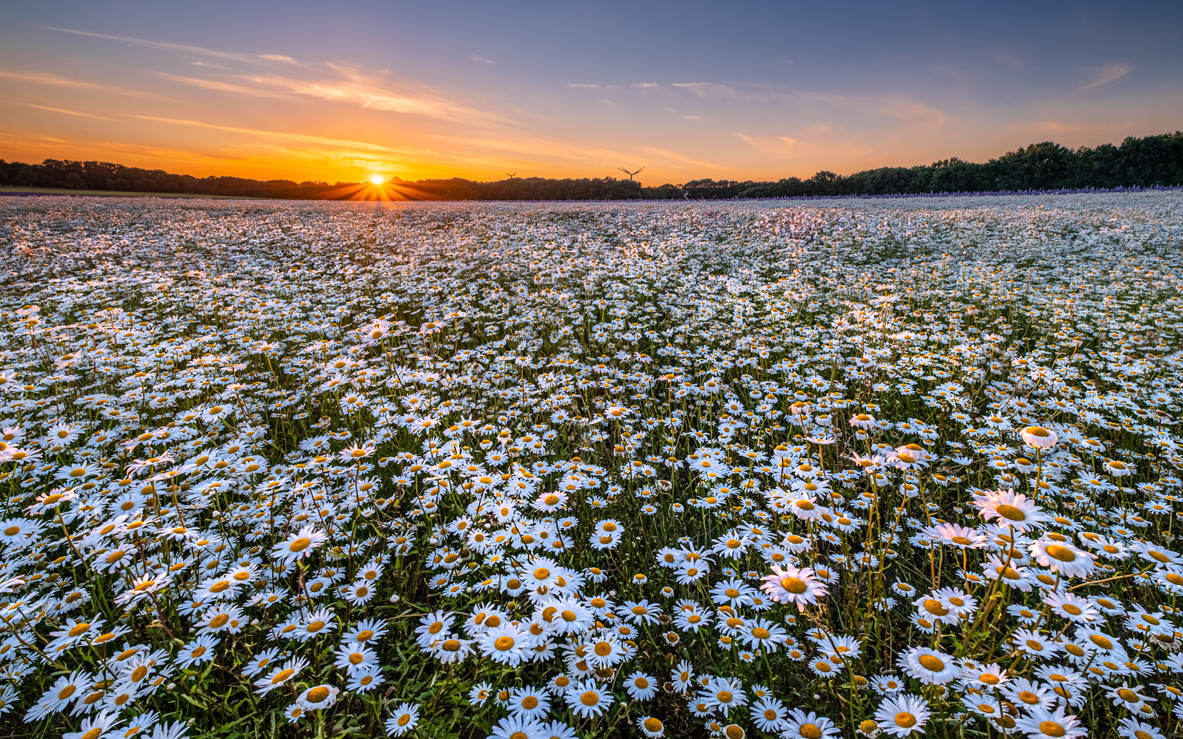 , , , , ,  , flowers, sunset, landscape, field, chamomile, chamomile field
