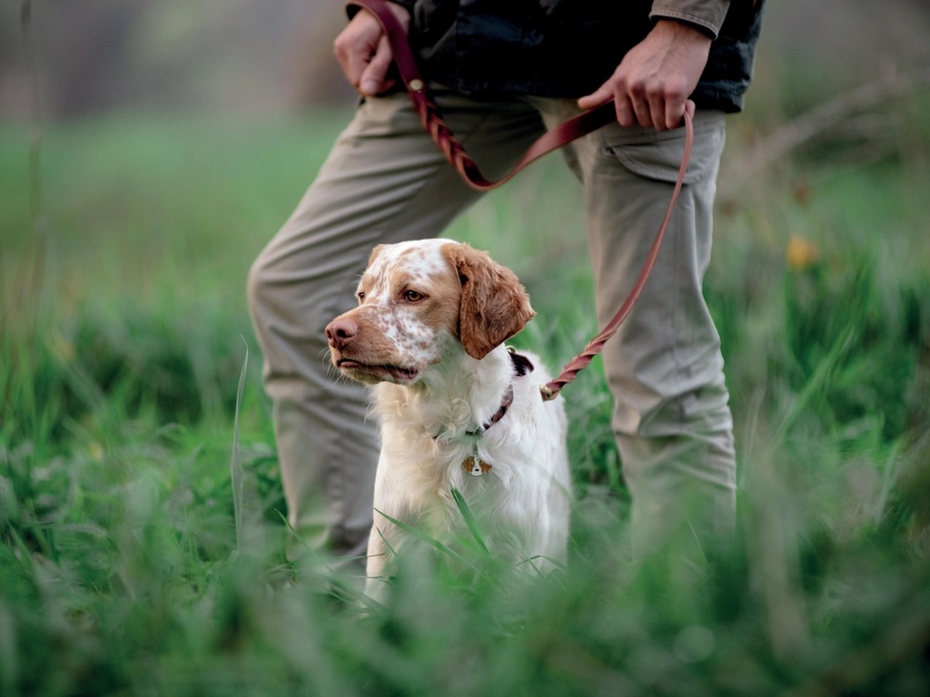 hunting dog, brittany, dog, autumn, nature