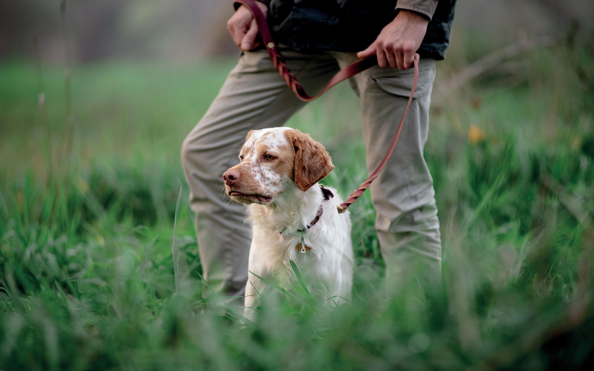 hunting dog, brittany, dog, autumn, nature