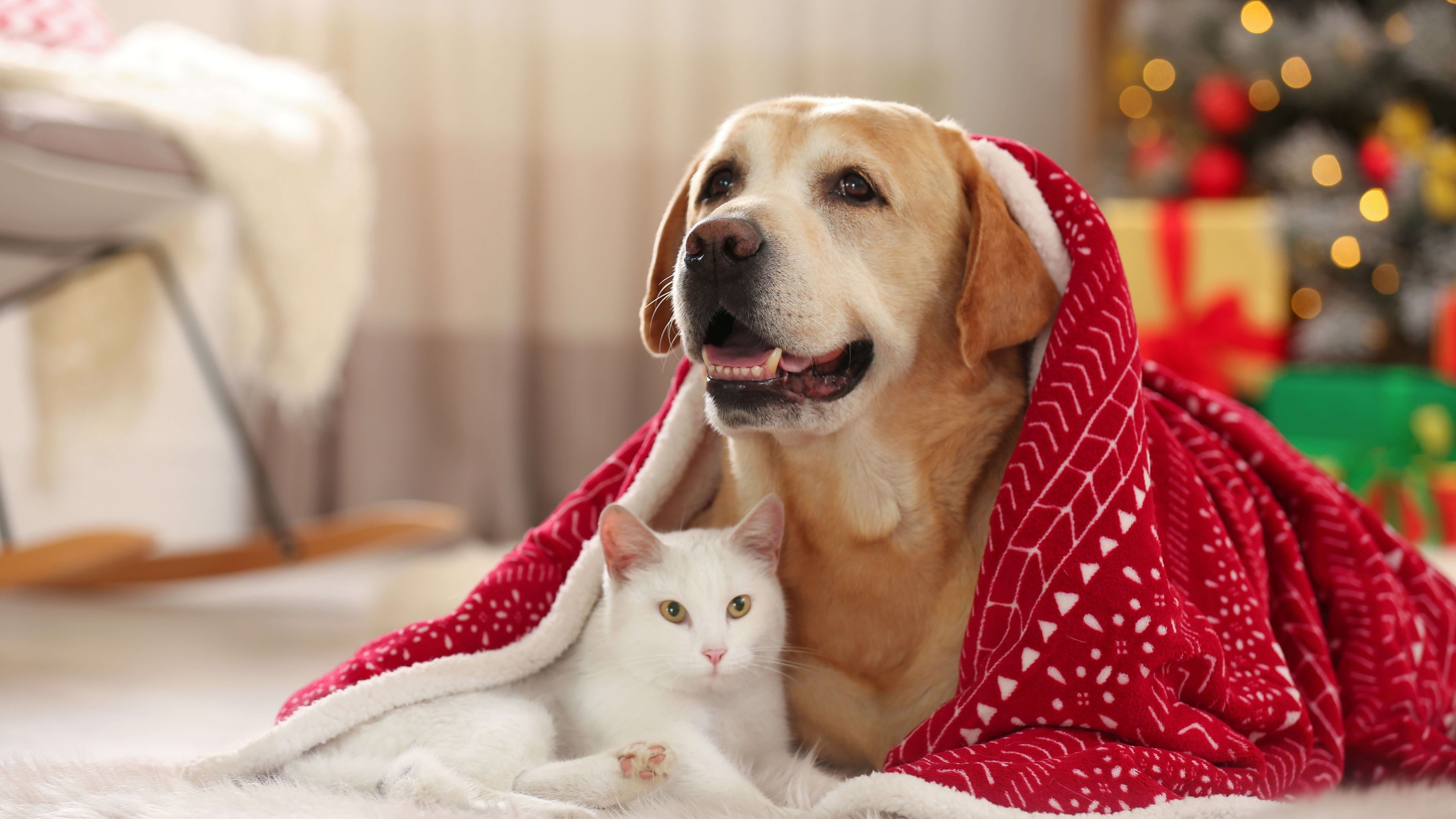 christmas, pets, new year