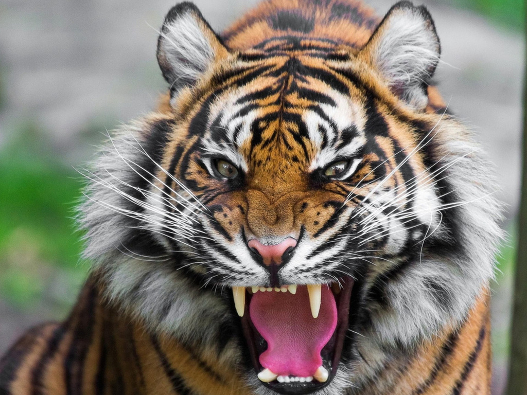 tiger, teeth, roar, big cat, wiskers
