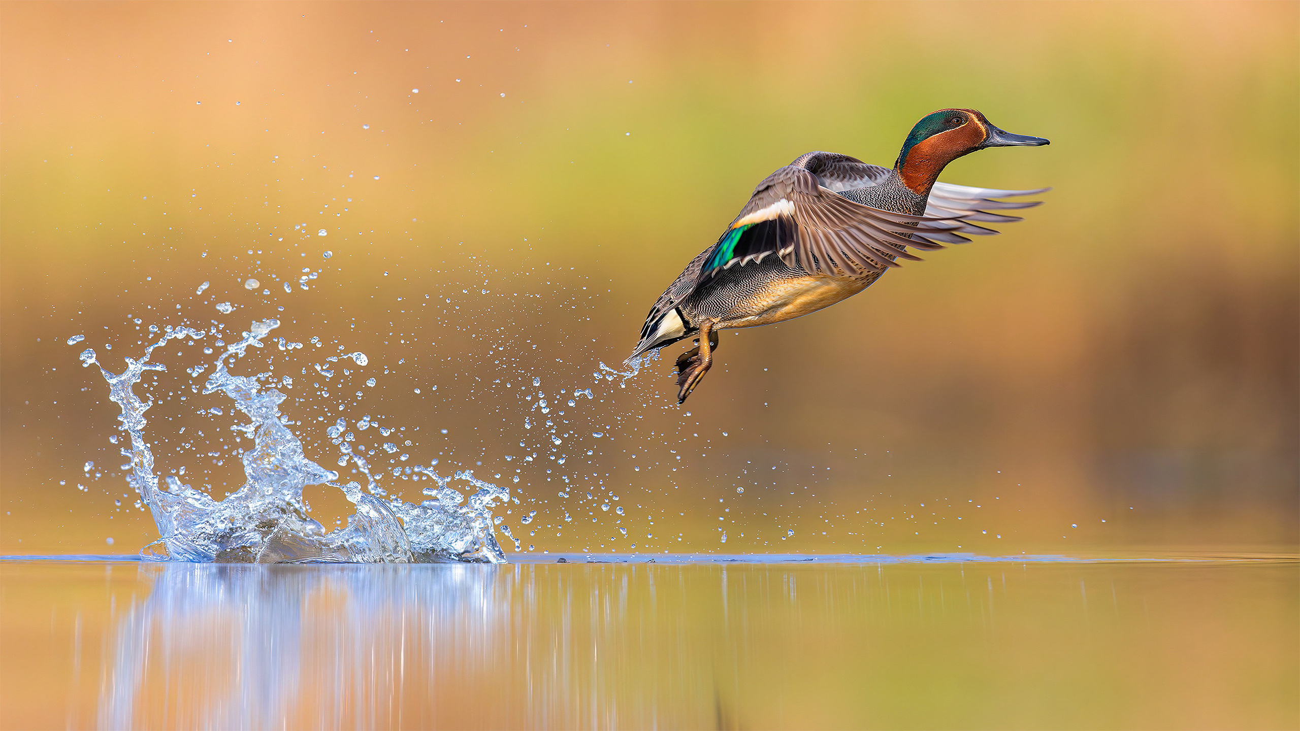 wallpaper, natureza, linda